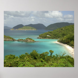 Poster Caribe, Ilhas Virgens dos EUA, St. John, Tronco
