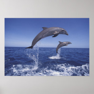 Poster Caribe, Tursiops 3 dos golfinhos de Bottlenose