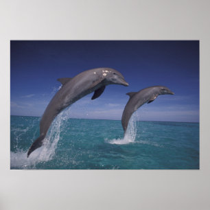 Póster Caribe, Tursiops 8 dos golfinhos de Bottlenose