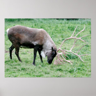 Póster Caribu com grandes Antlers