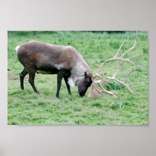 Poster Caribu usando os Antlers