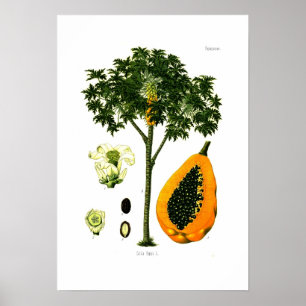 Poster Carica papaya (Papaya)