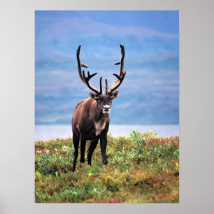 Poster Cariou Reindeer Parque Nacional Denali, Alasca