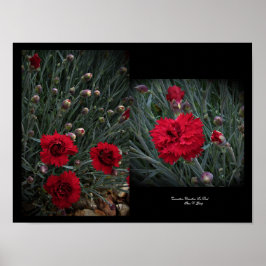 Poster Carnação Dianthus in Red Wall Art de Stan VG