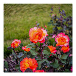 Póster Carnaval Rosa com um Toque