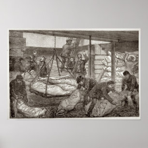 Poster Carne congelada australiano da aterragem