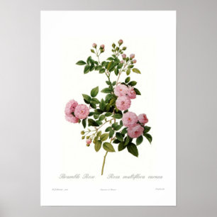 Póster Carnea do multiflora de Rosa (a amora aumentou)