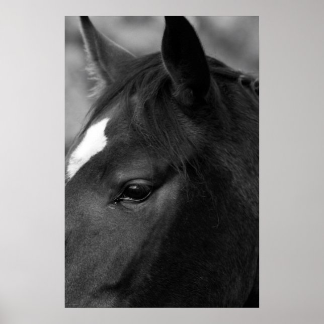 Poster Carneiro (Frente)