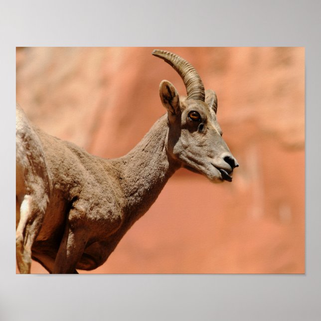 Poster Carneiro de Bighorn (Frente)
