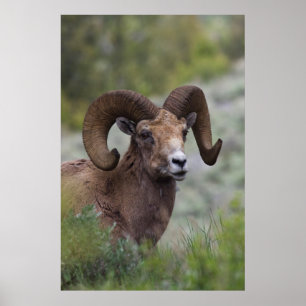 Póster Carneiro de Ovelha Bighorn das Montanhas Rochosas