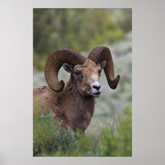 Póster Carneiro de Ovelha Bighorn das Montanhas Rochosas (Frente)