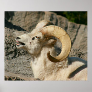 Póster Carneiro ou Ram Engraçado Rindo