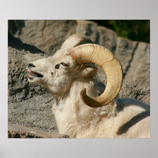 Póster Carneiro ou Ram Engraçado Rindo (Frente)