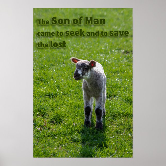 Póster Carneiro perdido (Frente)