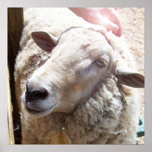 Poster Carneiros a fotografia cristã da arte do bom