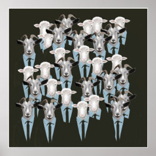 Poster Carneiros & cabras