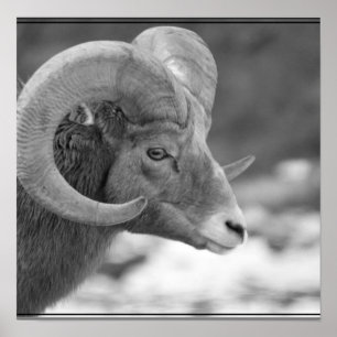 Póster Carneiros de Bighorn