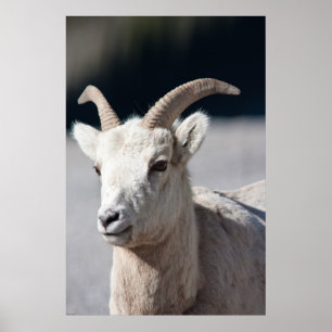 Póster Carneiros de Bighorn