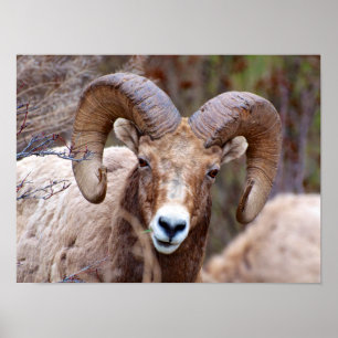 Poster Carneiros de Bighorn da montanha rochosa