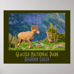 Póster Carneiros de Bighorn do parque nacional de geleira