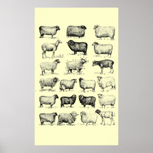 Poster Carneiros do vintage