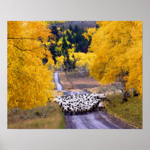 Póster Carneiros na estrada secundária