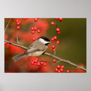 Poster Carolina Chickadee no arbusto Common Winterberry