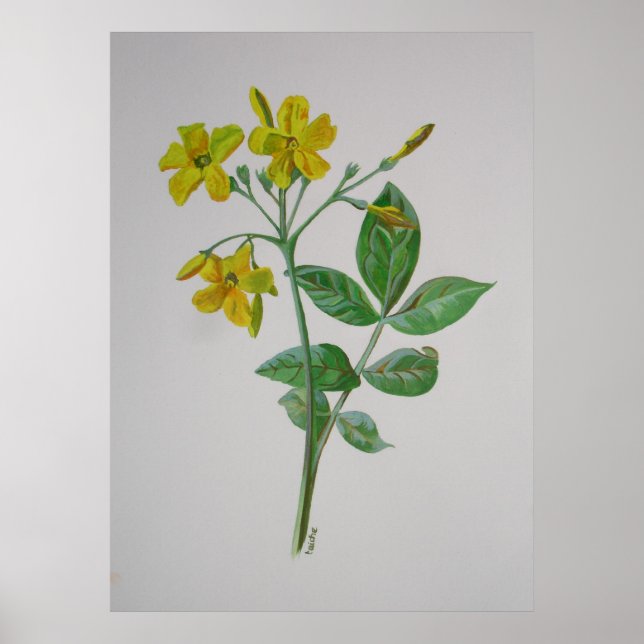 Póster Carolina Jasmine Botanical Art (Frente)