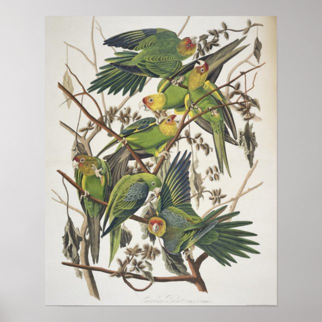 Póster Carolina Parakeet, de 'Birds of America', 1829 (Frente)