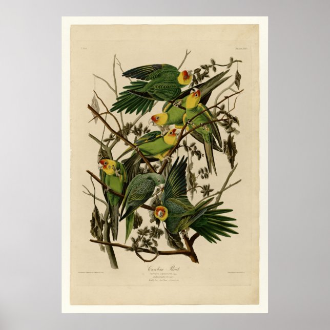 Poster Carolina Parrot (Frente)