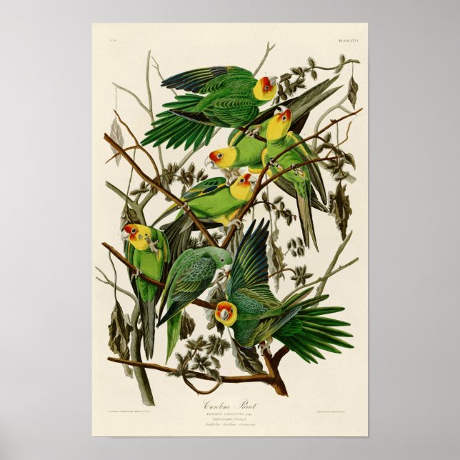 Póster Carolina Parrot John Audubon Birds da América (Frente)