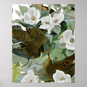 Poster Carolina Pigeon Audubon Morning Dove