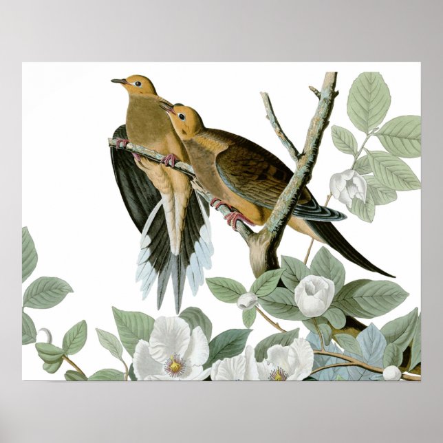 Poster Carolina Pigeon Audubon Morning Dove (Frente)