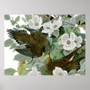 Poster Carolina Pigeon Audubon Morning Dove