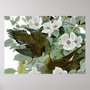 Poster Carolina Pigeon Audubon Morning Dove
