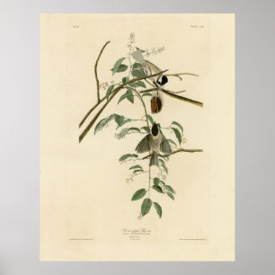 Poster Carolina Titmouse from Audubon's Birds of America