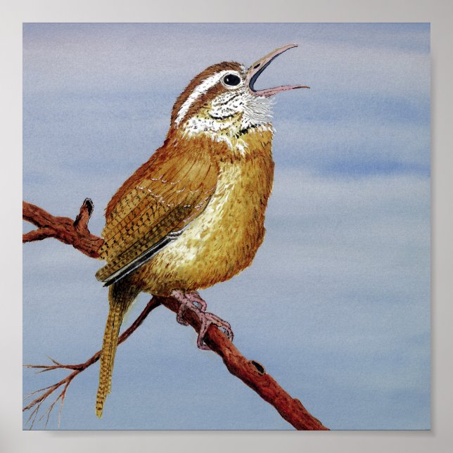 Poster Carolina Wren (Frente)