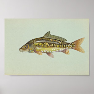 Póster Carpa de espelho