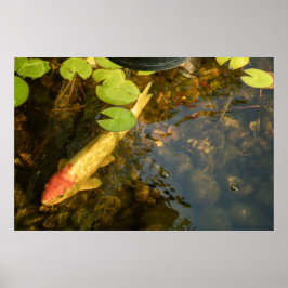 Poster Carpa Koi
