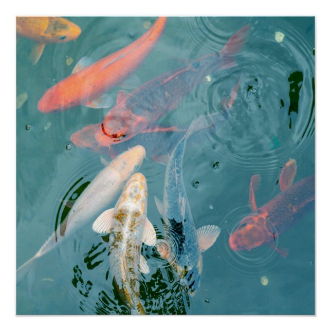 Póster Carpas Nadan no Lago (Frente)