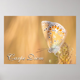 Poster Carpe Diem — belo retrato da borboleta