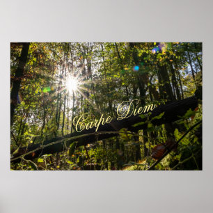 Poster Carpe Diem - Folhas coloridas brilhantes floresta