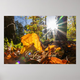 Poster Carpe Diem - Folhas coloridas brilhantes floresta