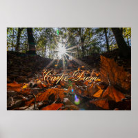 Carpe Diem folhas coloridas brilhantes sunset da f