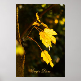Poster Carpe Diem personalizável com folha colorida Poste