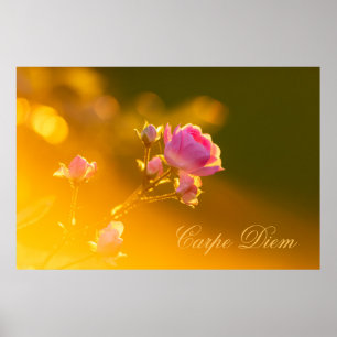 Poster Carpe Diem personalizável com rosa bonito!