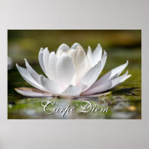Carpe Diem White Water Lily Flor