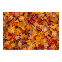 Carpete colorido, Ontário, Canadá