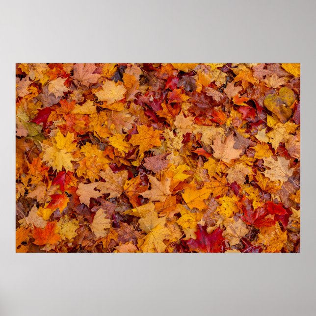 Poster Carpete colorido, Ontário, Canadá (Frente)