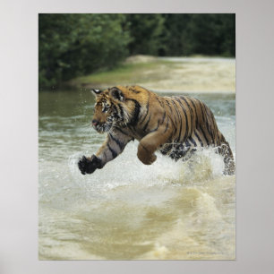 Poster Carregamento do tigre de Bengal (Panthera tigris